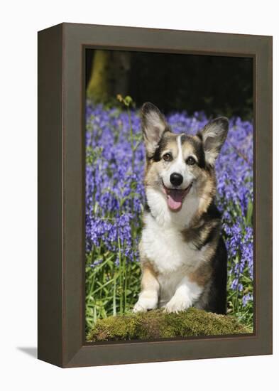 Pembroke Welsh Corgi Standing in Bluebells-null-Framed Premier Image Canvas