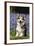 Pembroke Welsh Corgi Standing in Bluebells-null-Framed Photographic Print