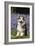 Pembroke Welsh Corgi Standing in Bluebells-null-Framed Photographic Print