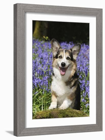 Pembroke Welsh Corgi Standing in Bluebells-null-Framed Photographic Print