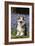 Pembroke Welsh Corgi Standing in Bluebells-null-Framed Photographic Print