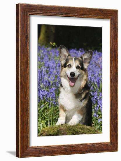 Pembroke Welsh Corgi Standing in Bluebells-null-Framed Photographic Print