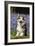 Pembroke Welsh Corgi Standing in Bluebells-null-Framed Photographic Print