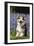 Pembroke Welsh Corgi Standing in Bluebells-null-Framed Photographic Print