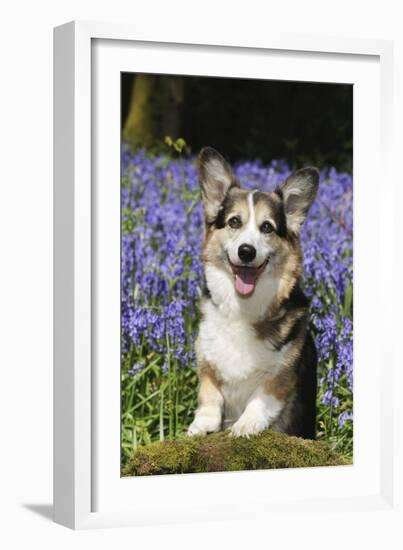 Pembroke Welsh Corgi Standing in Bluebells-null-Framed Photographic Print