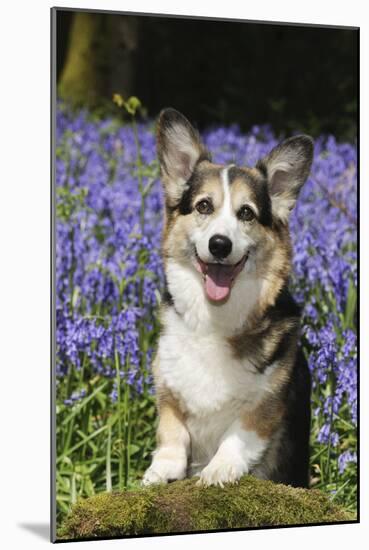 Pembroke Welsh Corgi Standing in Bluebells-null-Mounted Photographic Print