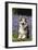 Pembroke Welsh Corgi Standing in Bluebells-null-Framed Photographic Print