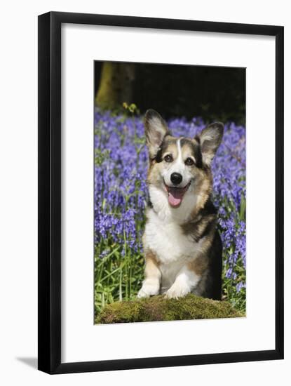 Pembroke Welsh Corgi Standing in Bluebells-null-Framed Photographic Print