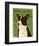 Pembroke Welsh Corgi-John W^ Golden-Framed Art Print