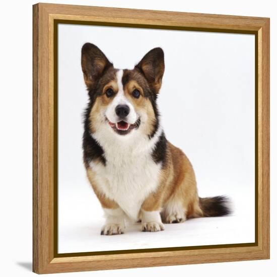 Pembrokeshire Welsh Corgi Undocked Dog, 9 Months Old, Sitting-Jane Burton-Framed Premier Image Canvas