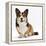 Pembrokeshire Welsh Corgi Undocked Dog, 9 Months Old, Sitting-Jane Burton-Framed Premier Image Canvas