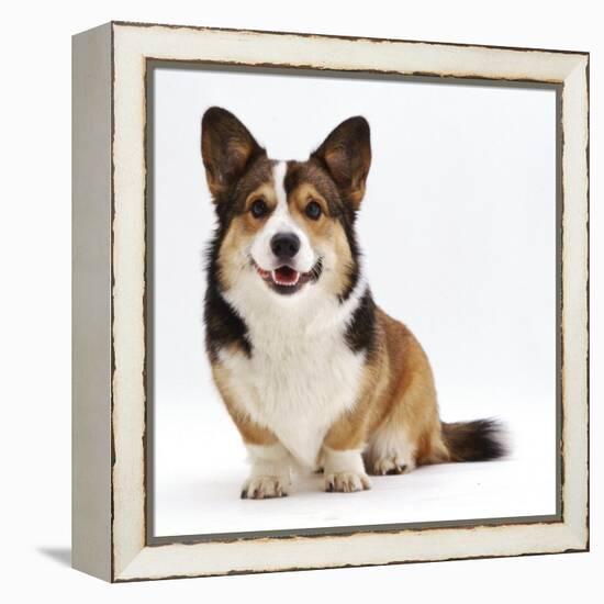 Pembrokeshire Welsh Corgi Undocked Dog, 9 Months Old, Sitting-Jane Burton-Framed Premier Image Canvas