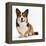 Pembrokeshire Welsh Corgi Undocked Dog, 9 Months Old, Sitting-Jane Burton-Framed Premier Image Canvas