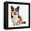 Pembrokeshire Welsh Corgi Undocked Dog, 9 Months Old, Sitting-Jane Burton-Framed Premier Image Canvas