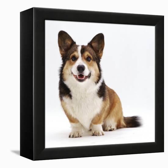 Pembrokeshire Welsh Corgi Undocked Dog, 9 Months Old, Sitting-Jane Burton-Framed Premier Image Canvas