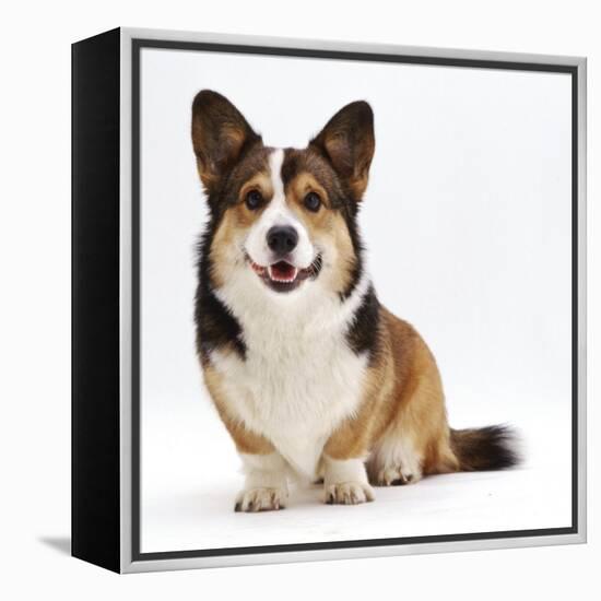 Pembrokeshire Welsh Corgi Undocked Dog, 9 Months Old, Sitting-Jane Burton-Framed Premier Image Canvas