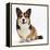 Pembrokeshire Welsh Corgi Undocked Dog, 9 Months Old, Sitting-Jane Burton-Framed Premier Image Canvas