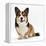 Pembrokeshire Welsh Corgi Undocked Dog, 9 Months Old, Sitting-Jane Burton-Framed Premier Image Canvas