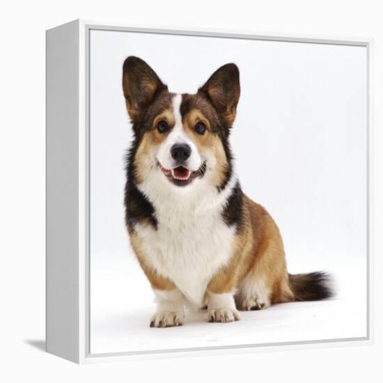 Pembrokeshire Welsh Corgi Undocked Dog, 9 Months Old, Sitting-Jane Burton-Framed Premier Image Canvas