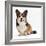 Pembrokeshire Welsh Corgi Undocked Dog, 9 Months Old, Sitting-Jane Burton-Framed Photographic Print