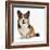 Pembrokeshire Welsh Corgi Undocked Dog, 9 Months Old, Sitting-Jane Burton-Framed Photographic Print