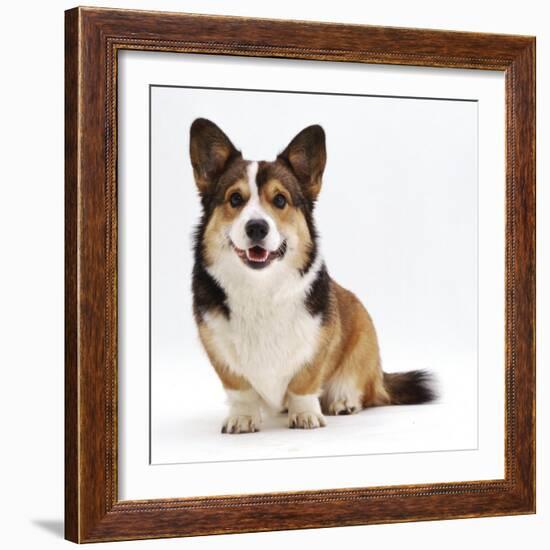 Pembrokeshire Welsh Corgi Undocked Dog, 9 Months Old, Sitting-Jane Burton-Framed Photographic Print