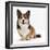 Pembrokeshire Welsh Corgi Undocked Dog, 9 Months Old, Sitting-Jane Burton-Framed Photographic Print