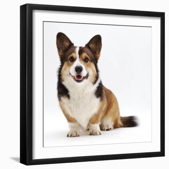 Pembrokeshire Welsh Corgi Undocked Dog, 9 Months Old, Sitting-Jane Burton-Framed Photographic Print