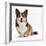 Pembrokeshire Welsh Corgi Undocked Dog, 9 Months Old, Sitting-Jane Burton-Framed Photographic Print