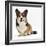 Pembrokeshire Welsh Corgi Undocked Dog, 9 Months Old, Sitting-Jane Burton-Framed Photographic Print