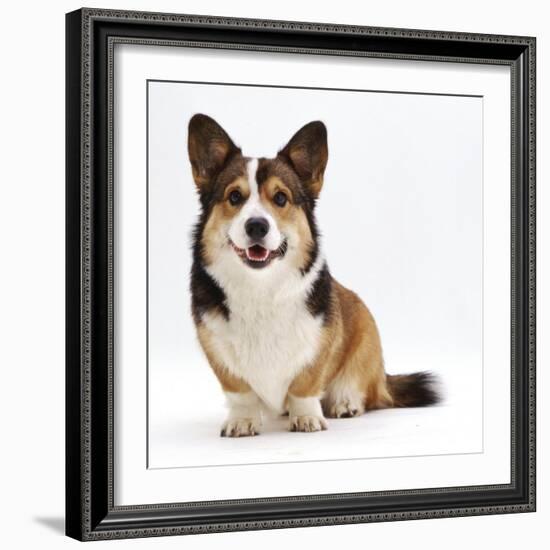 Pembrokeshire Welsh Corgi Undocked Dog, 9 Months Old, Sitting-Jane Burton-Framed Photographic Print