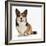 Pembrokeshire Welsh Corgi Undocked Dog, 9 Months Old, Sitting-Jane Burton-Framed Photographic Print