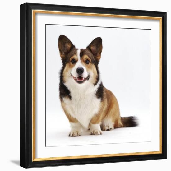 Pembrokeshire Welsh Corgi Undocked Dog, 9 Months Old, Sitting-Jane Burton-Framed Photographic Print