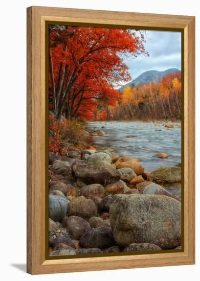 Pemigewasset Riverside in Autumn-Vincent James-Framed Premier Image Canvas