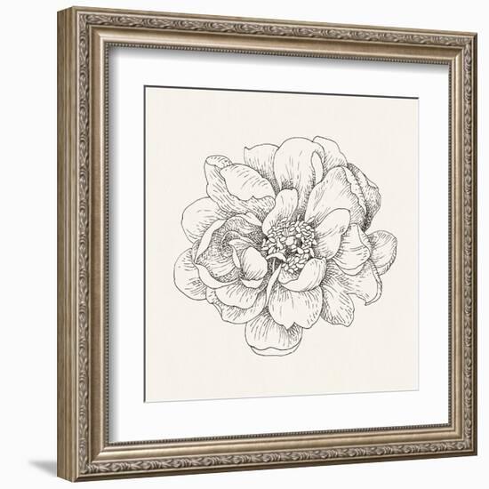 Pen and Ink Florals IV-Danhui Nai-Framed Art Print