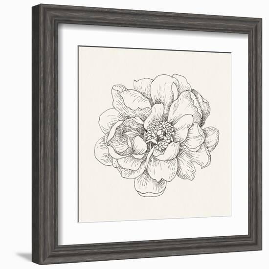 Pen and Ink Florals IV-Danhui Nai-Framed Art Print