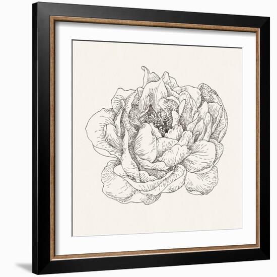 Pen and Ink Florals V-Danhui Nai-Framed Art Print