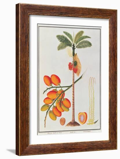 Penang Betle Nut Tree-Porter Design-Framed Giclee Print