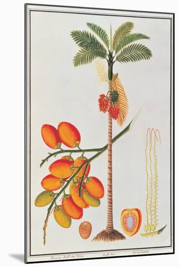 Penang Betle Nut Tree-Porter Design-Mounted Giclee Print