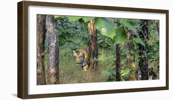 Pench National Park-Art Wolfe-Framed Photographic Print