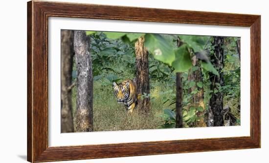 Pench National Park-Art Wolfe-Framed Photographic Print