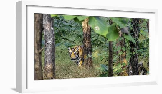 Pench National Park-Art Wolfe-Framed Photographic Print