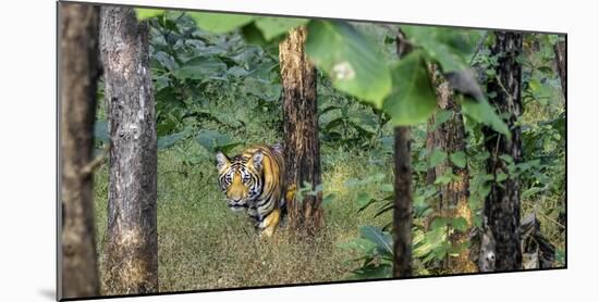 Pench National Park-Art Wolfe-Mounted Photographic Print