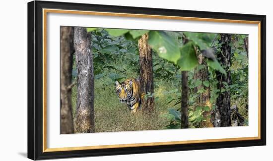 Pench National Park-Art Wolfe-Framed Photographic Print