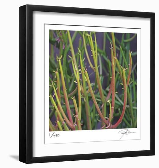 Pencil Cactus 2-Ken Bremer-Framed Limited Edition