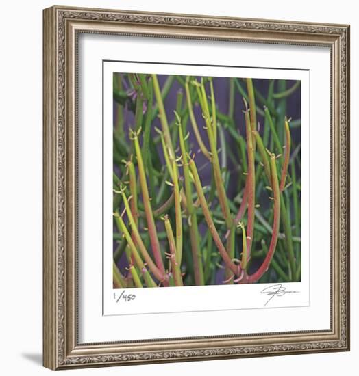 Pencil Cactus 2-Ken Bremer-Framed Limited Edition