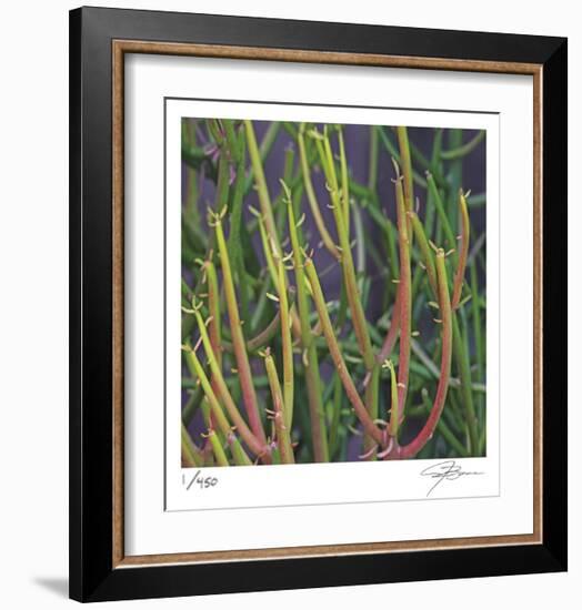 Pencil Cactus 2-Ken Bremer-Framed Limited Edition