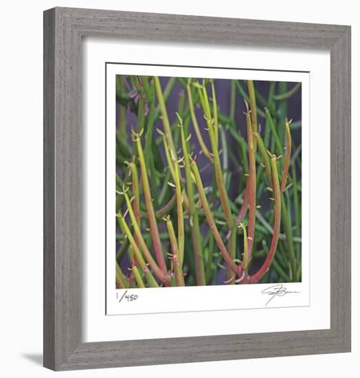 Pencil Cactus 2-Ken Bremer-Framed Limited Edition