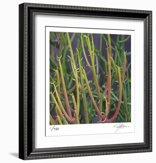 Pencil Cactus 2-Ken Bremer-Framed Limited Edition