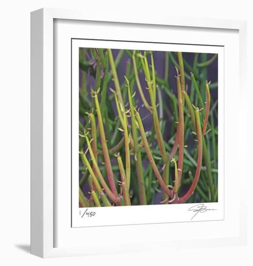 Pencil Cactus 2-Ken Bremer-Framed Limited Edition